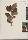 Foto von Salix cinerea L.